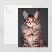 Maine Coon Portret Feestdagenkaart (Voorkant / Achterkant)