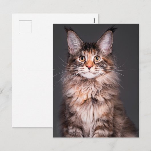 Maine Coon Portret Feestdagenkaart (Voorkant / Achterkant)