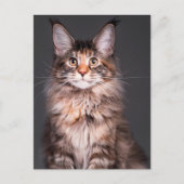 Maine Coon Portret Feestdagenkaart (Voorkant)