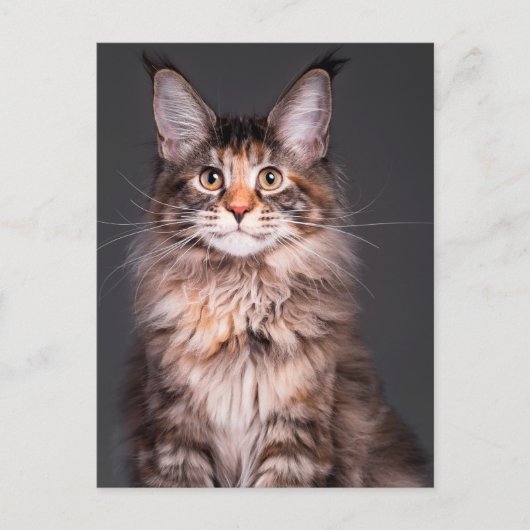 Maine Coon Portret Feestdagenkaart (Voorkant)
