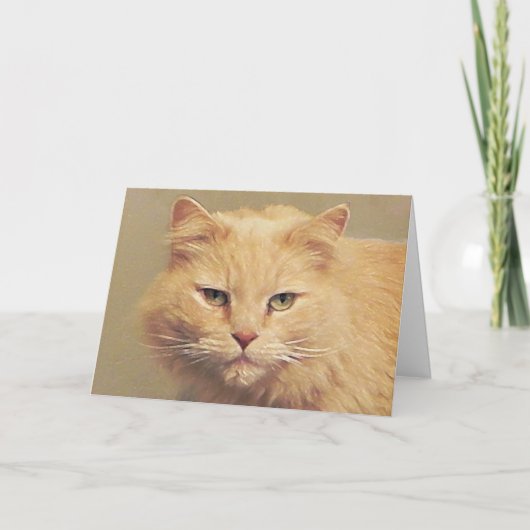 Maine Coon Snel Beter Kaart (Voorkant)