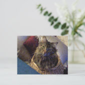 Maine Coon Tabby Cat Briefkaart (Staand voorkant)