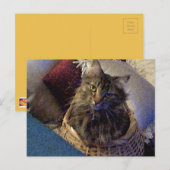 Maine Coon Tabby Cat Briefkaart (Voorkant / Achterkant)