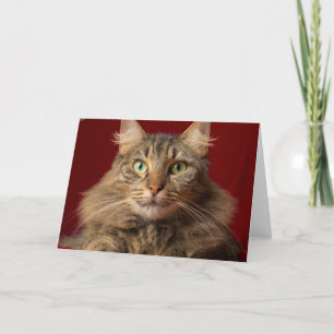 Maine Coon voor Kerstmis met verzamelaar Feestdagen Kaart