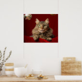 Maine Coon voor Kerstmis met verzamelaar Poster (Keuken)
