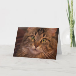Maine Coon-wenskaart Kaart
