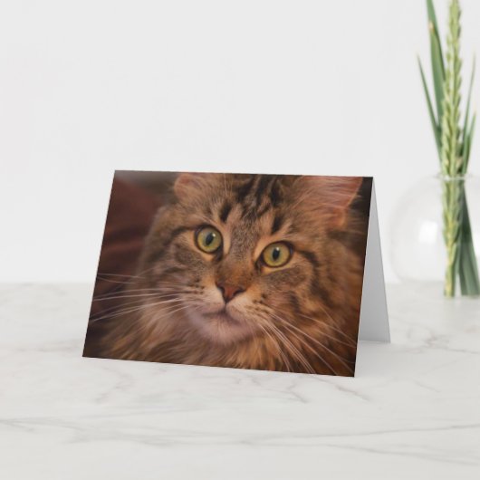 Maine Coon-wenskaart Kaart (Voorkant)