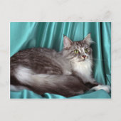 Maine Coon, zilvertabby Briefkaart (Voorkant)