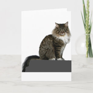 maine coon zittend op plank kaart
