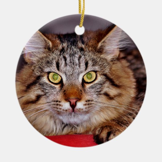 Maine-Coone Cat Keramisch Ornament (Voorkant)