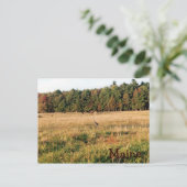 Maine Countryside Briefkaart (Staand voorkant)