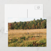 Maine Countryside Briefkaart (Voorkant / Achterkant)