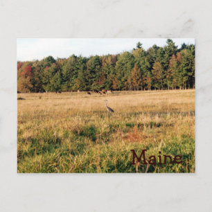 Maine Countryside Briefkaart