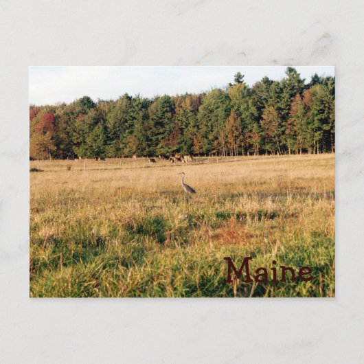Maine Countryside Briefkaart (Voorkant)