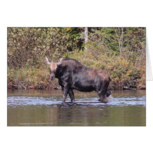Maine Cow Moose