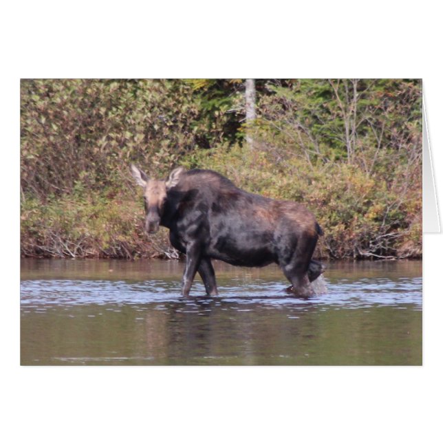 Maine Cow Moose (Voorkant Horizontaal)