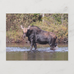 Maine Cow Moose Briefkaart