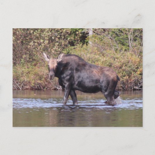 Maine Cow Moose Briefkaart (Voorkant)