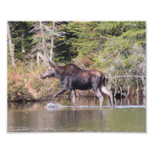 Maine Cow Moose Foto Afdruk