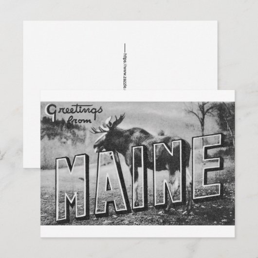 Maine Eland Briefkaart (Voorkant / Achterkant)