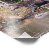 Maine Koe Moose Foto Afdruk (Hoek)