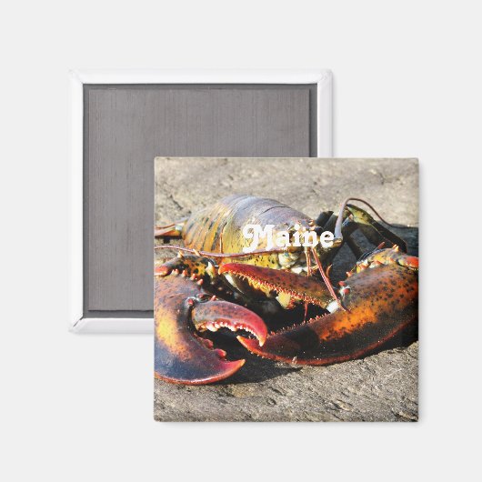 Maine Lobster Magneet (Voorkant / Achterkant)