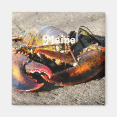 Maine Lobster Magneet (Voorkant)