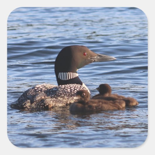 Maine Loon Stickers (Voorkant)