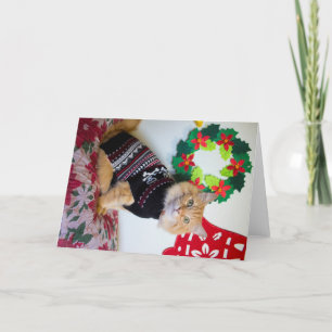 Maine Man I Feestdagen Kaart