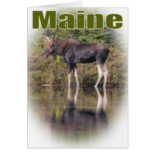 Maine Moose