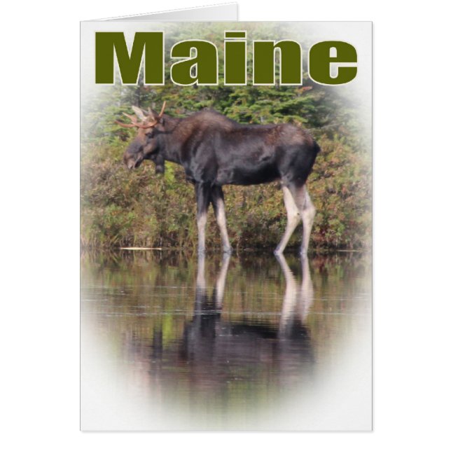 Maine Moose (Voorkant)