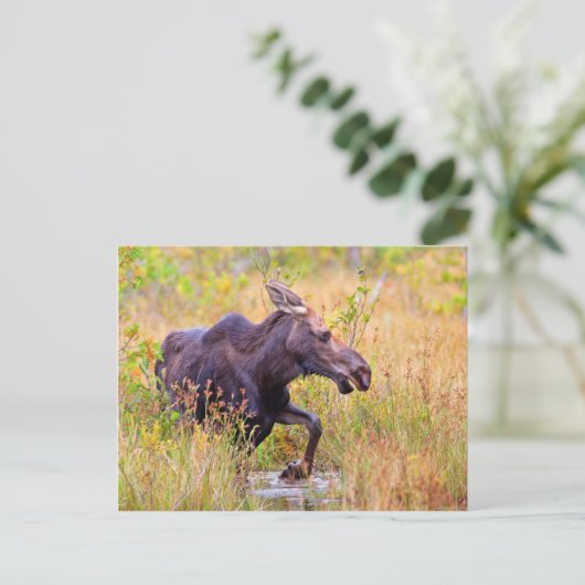 Maine Moose Briefkaart (Staand voorkant)