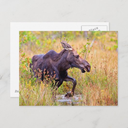 Maine Moose Briefkaart (Voorkant / Achterkant)