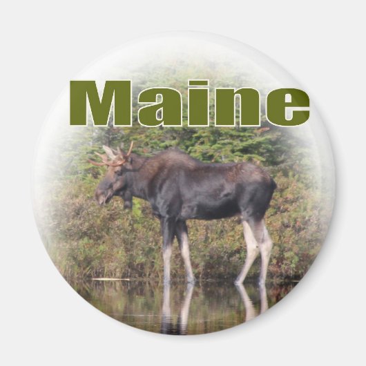 Maine Moose Magneet (Voorkant)