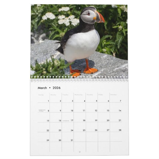 Maine’s Atlantic Puffins: Coasting Into 2026 Kalender (Mar 2026)