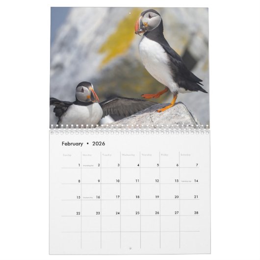 Maine’s Atlantic Puffins: Coasting Into 2026 Kalender (Feb 2026)