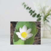 Maine Spring Briefkaart (Staand voorkant)