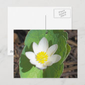 Maine Spring Briefkaart (Voorkant / Achterkant)