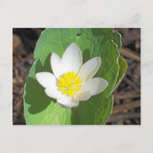 Maine Spring Briefkaart