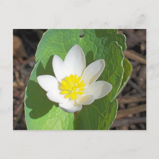 Maine Spring Briefkaart (Voorkant)