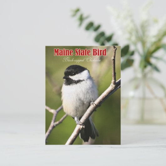 Maine State Bird - Black-capped Chickadee Briefkaart (Staand voorkant)