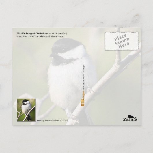 Maine State Bird - Black-capped Chickadee Briefkaart (Achterkant)