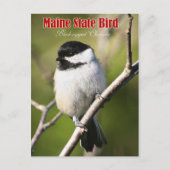 Maine State Bird - Black-capped Chickadee Briefkaart (Voorkant)