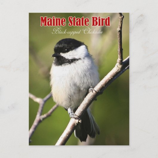 Maine State Bird - Black-capped Chickadee Briefkaart (Voorkant)