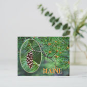 Maine State Flower: White Pine Cone en Tassel Briefkaart (Staand voorkant)