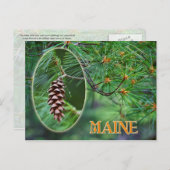 Maine State Flower: White Pine Cone en Tassel Briefkaart (Voorkant / Achterkant)
