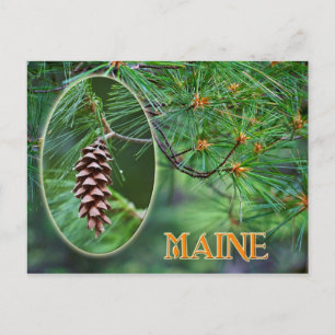 Maine State Flower: White Pine Cone en Tassel Briefkaart