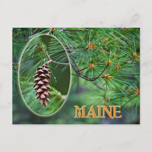 Maine State Flower: White Pine Cone en Tassel Briefkaart (Voorkant)