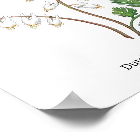 Maine Wildflowers Blossom Maand Latijnse naam Poster (Hoek)