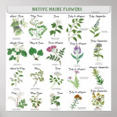 Maine Wildflowers Blossom Maand Latijnse naam Poster (Voorkant)
